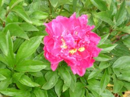pivoine_20211127_1529800263